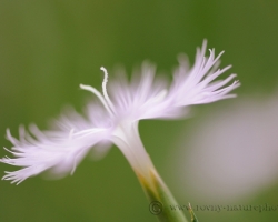 By far perfumes the Sternberg's Pink Dianthus acros the meadows of Julian Alps.