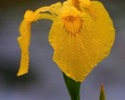 Typical water iris occurring in the rivers surrounding. In this case, wild plant.