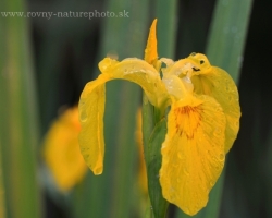 Typical water iris occurring in the rivers surrounding. In this case, wild plant.