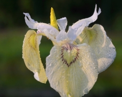 Typical water iris occurring in the rivers surrounding. In this case, the white cultivar.