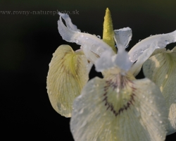 Typical water iris occurring in the rivers surrounding. In this case, the white cultivar.