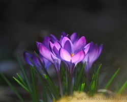 When the morning sun lit into colors of crocus flowers doubled its splendor.