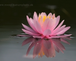 So wonderful and reachable and yet so remote and mysterious are flowers of water lilies.