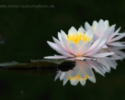 Proudly float on water, seduce with shape and color - Water Lilies