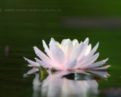 White, pink, yellow, red, purple, orange and blue with thousands of color tones - these are the majestic water lilies.