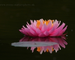 Water lilies are so within reach and yet so distant, unattainable protected with water around.