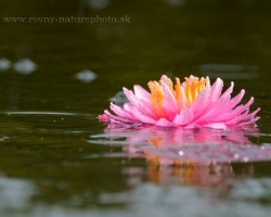 Water lilies water lilies, many of inspiration for artists, many perceptions of the world.