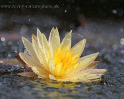 Water Lily Texas Dawn