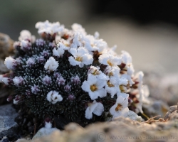Sun slowly warms numbed fine leaves saxifrage, which at night decorated lace ice