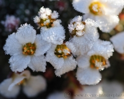 Night frost lace embellished saxifrage flowers and sunshine just lightly stroking his leaves