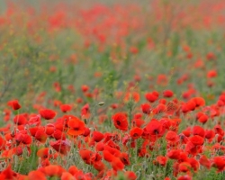 The fields covered with red colored common popies forvers glow from afar