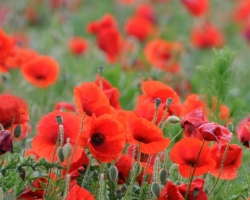 The fields covered with red colored common popies forvers glow from afar