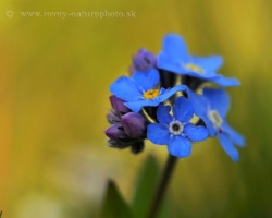 Forget-Me-Not knows almost everyone. That one from the Alps is with more intensive color of flowers.