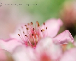 Flowers of this beautiful plant of "Alpine garden" decorate silent cliffs of Julian Alps and its delicate pink impart a bit of dreaming.