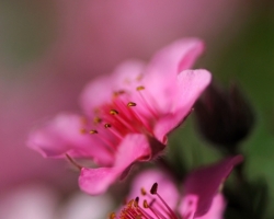 Soft pink color of this cinquefoil submerge into tones of tenderness.