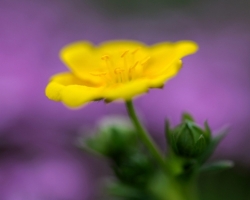 Photo of this Dwarf Yellow Cinquefoil is from Schneeberg mountain, udner the peek Klosterwappen(2076 m n. m.