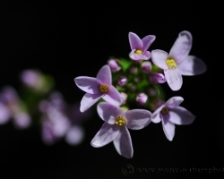 Early in the morning when the tiny flowers shined from shadow of Triglav clifs.