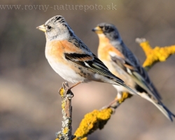 Brambling in the Malé Karpaty mountain in the march 2010