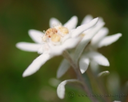 Edelweiss for us become a symbol of the mountains. We find it strictly protected also in our mountains. This image comes from the Julian Alps.