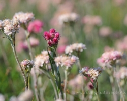 This flover is not so common. Picture is from Austrian Alps.