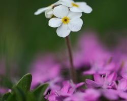 Barely a few inches high spreads this small plant its petals over the lila blossom of Moss Campion