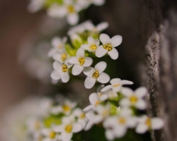 Delicate are small flowers of this Plant also known under the synonym Hutchins alpina. The photograph comes from under the highest peak of Julian Alps - Triglav.