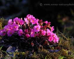 Beautiful primrose comming from the Himalayas on wet soils.