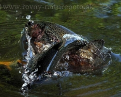 Image captures the temperament, the joy of movement of rainbow trout which effortlessly leaving your water element.