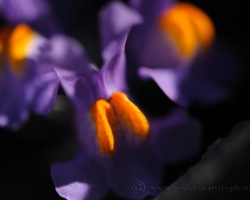 This nice colored alpina toadflax is photographed in the Julian Alps. It´s synonym is Antirrhinum alpinum L.