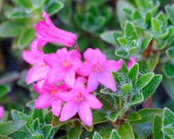 Deep pink collor of Hairy Alpenrose flowers contrast with green leaves of this wild growing rhododendrons. The photo comes from the Triglav lakes valley in the Julian Alps