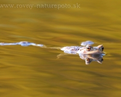 Sometimes the setting sun turns the water in the lake on the golden fairy tail and toad becomes the princesses.
