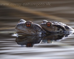 Warming after the winter like a magnet attract common toad with their desire of love to the water of lakes.