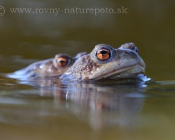 The spring is comming and it is time for common toad love.