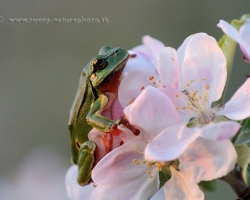 It's green, has a shrill voice, loves the trees ......... what is it? Yes this little singer with a voice as pure as water wells sitting in the tree and announcing to the world that the warm rain comming is tree frog.