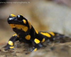 The forest is its home and a small stream is the cradle of its seeds. Fire salamander surveys at their nurseries.