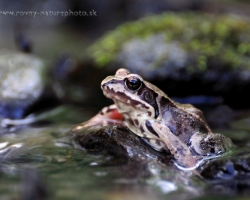 Sitting in the cool stream, and thinking about their frog dreams - common frog.
