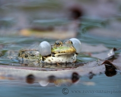 The photo captures a common european frog with inflated resonators in issuing a strong sound "brekee ke ke". This species is bound throughout the year on the aquatic environment.