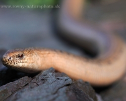 Warm spring days bring the opportunity to meet this interesting animal