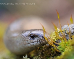 The Slow-worm lazily wallow by tickling with the morning sun.