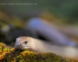 Also slow worm need rest. Relax after a cold night on the soft moss.