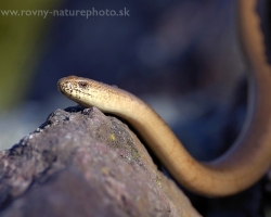 Slow worm is heated after cold night