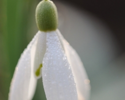 Raindrops after early shiny congielded white petals of snowdrop.