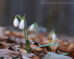 Carpathian forests has come alive in early spring with flovers of snowdrop.
