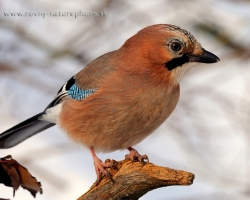 Eurasian jays comming in the winter close to the dwellings and it is easier to take a picture of them.
