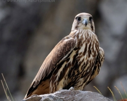 Magnificent predator, this time falconry lead bird.