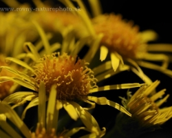 Flower photo shoot in the Alps. I can not determine it. This could be a species of Senecio