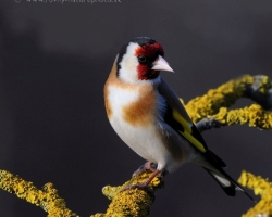 Goldfinch - color gem in any garden where this beautiful colored bird comming.