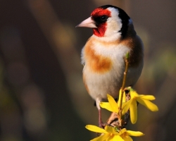 Goldfinch varied coloration is stunning. Is a small-sized ornament every garden in which it occurs. Cheerful melody gives it charm.