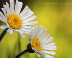 Daisy star of the Alps - name for this flower was not random. It combines the sweetness and purity.