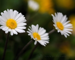 (Aster bellidiastum, syn Bellidiastrum michelii, Doronicum bellidiastrum) Daisy Star from Schneeberg Mountain